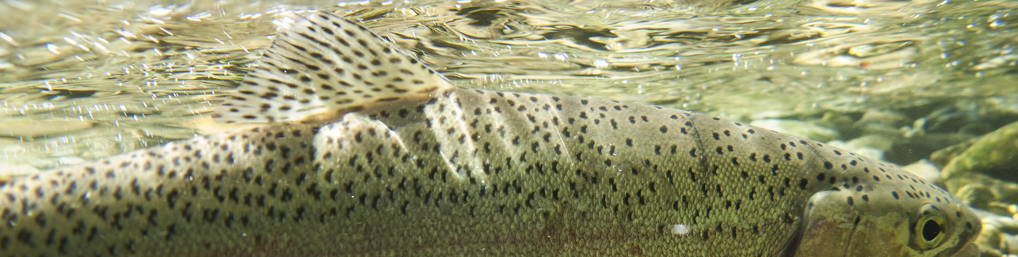 Rosen-fly-fishing-blog-02