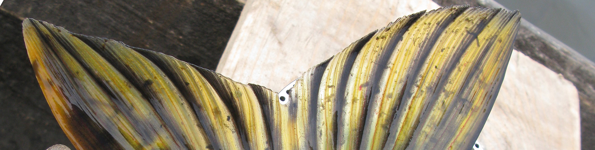 Rosen-fly-fishing-blog-08